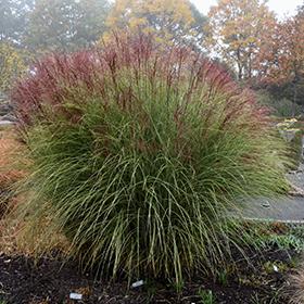 Morning Light Maiden Grass