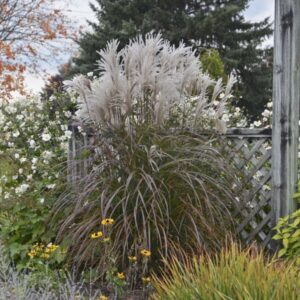 'Oktoberfest' Maiden Grass