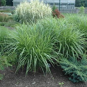 Silver Feather Grass