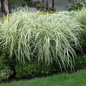 Variegated Maiden Grass