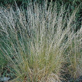 Moorflamme Purple Moor Grass # 1