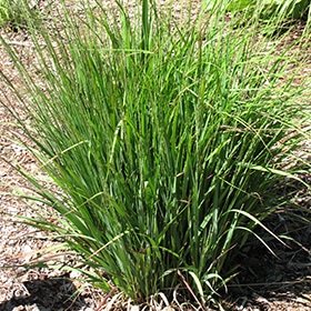 Moorhexe Grass