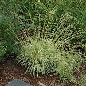 Variegated Moor Grass