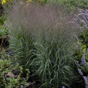 'Apache Rose' Switch Grass