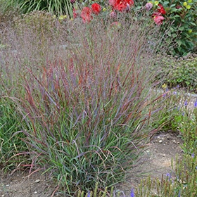 'Cheyenne Sky' Switch Grass #1