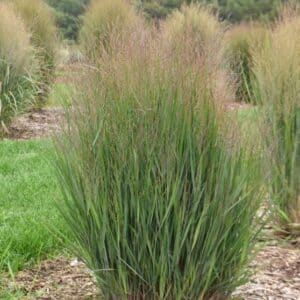 'Half Pint' Switch Grass