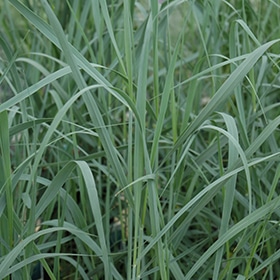 Heavy Metal Switch Grass