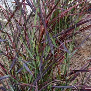 'Hot Rod' Switch Grass