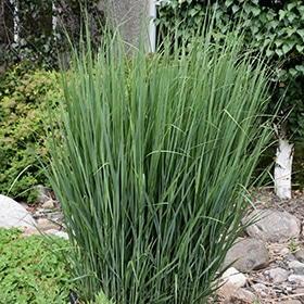 Northwind Switch Grass