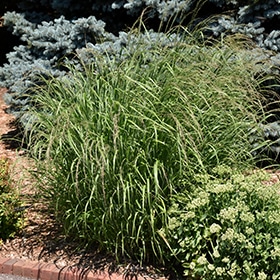 Red Switch Grass