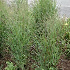 Shenandoah Switch Grass # 3
