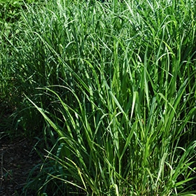 Switch Grass