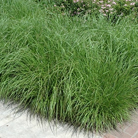 Fountain Grass