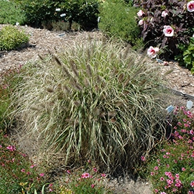 Ginger Love Fountain Grass # 1
