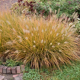 Dwarf Fountain Grass