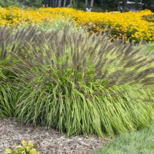 'Lemon Squeeze' Fountain Grass