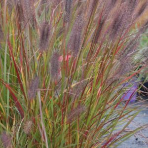 'Love And Rockets' Fountain Grass