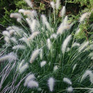 Piglet Dwarf Fountain Grass # 1