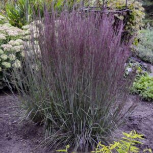 'Blue Paradise' Little Bluestem