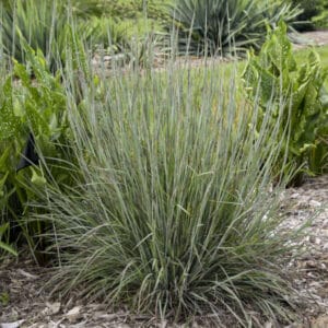 'Brush Strokes' Little Bluestem
