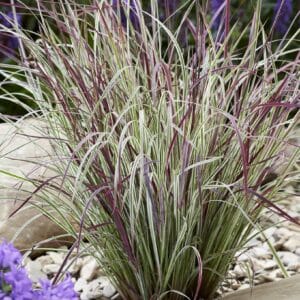 'Chameleon' Little Bluestem