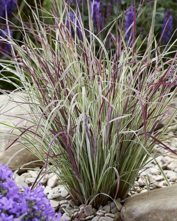 'Chameleon' Little Bluestem