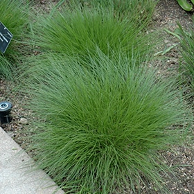 Little Bluestem # 3