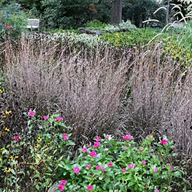 Standing Ovation' Little Bluestem