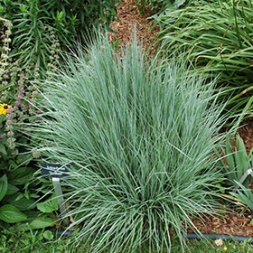 The Blues Little Bluestem