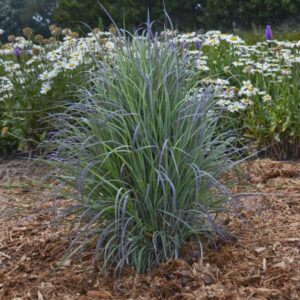 'Twilight Zone' Little Bluestem