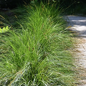 Autumn Moor Grass