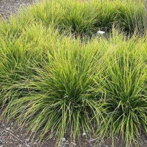 'Greenlee Hybrid' Moor Grass