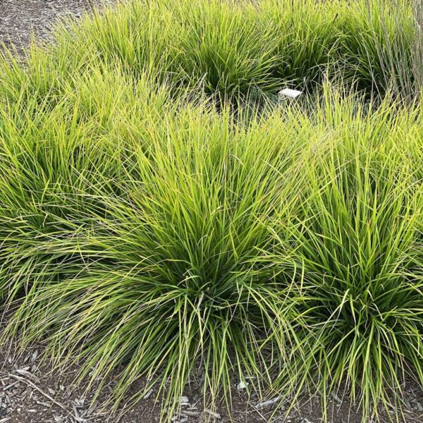 'Greenlee Hybrid' Moor Grass