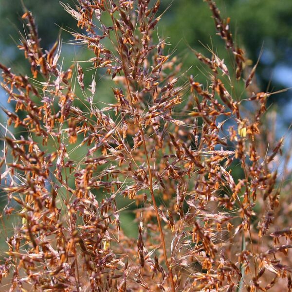 Indian Grass - Image 2