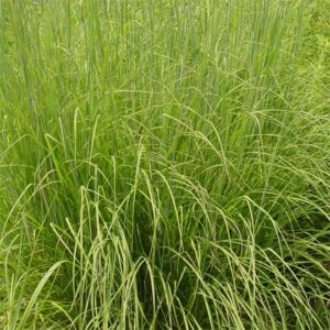 Indian Grass