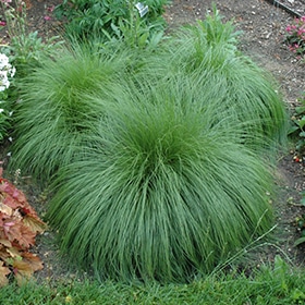 Prairie Dropseed