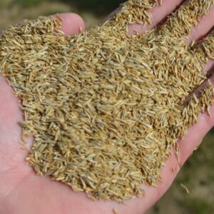 Grass Seed  Annual Ryegrass 50lb