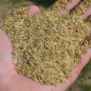 Grass Seed  Contractor's Mix 25 lb