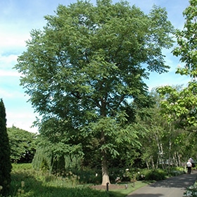 Coffee Tree, Kentucky 'Espresso'