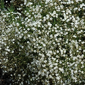 'Summer Sparkles' Baby'S Breath