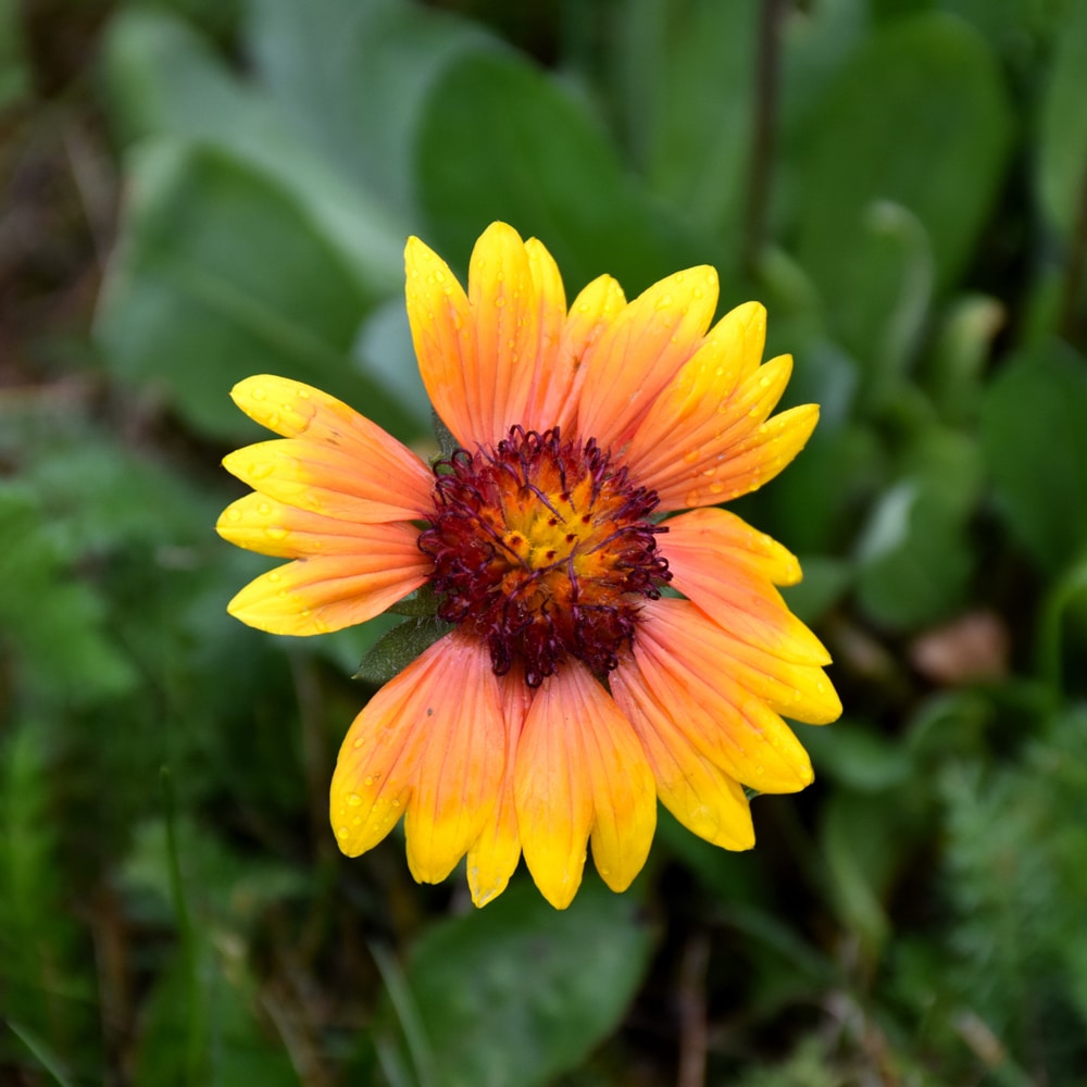 Blanket Flower