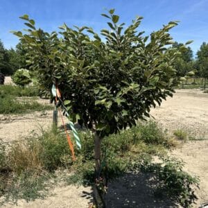 Witchhazel, 'Arnold Promise'