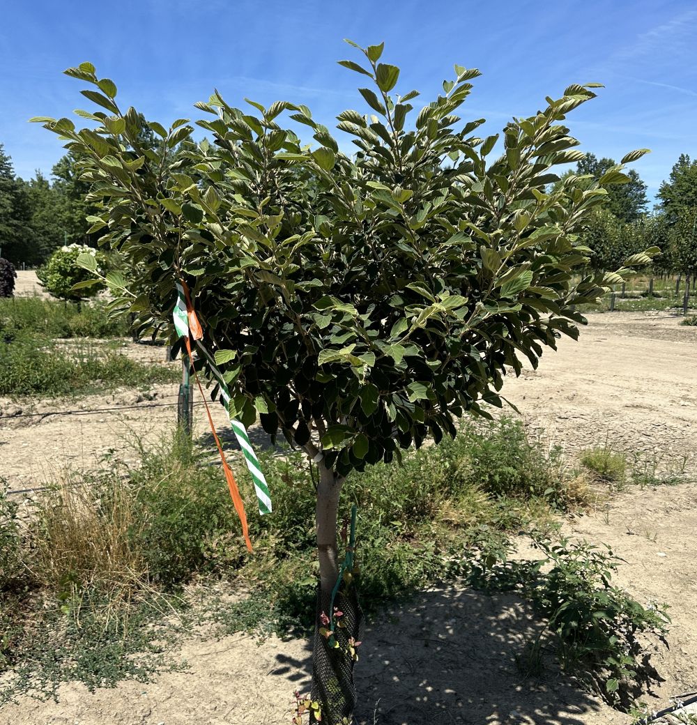 Witchhazel, 'Arnold Promise'