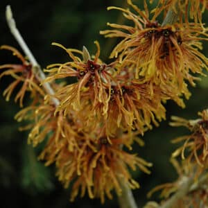 Witchhazel, 'Jelena'