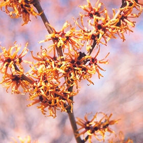 Witchhazel, Vernal