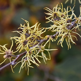 Witchhazel, Common