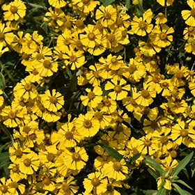 Helen's Flower