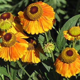 'Mardi Gras' Sneezeweed