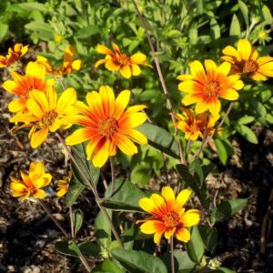 'Burning Hearts' False Sunflower