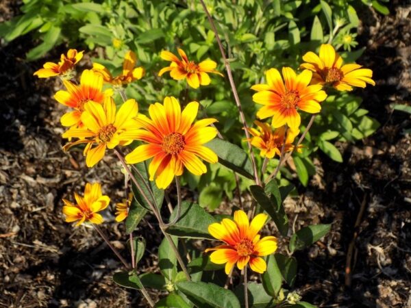 'Burning Hearts' False Sunflower